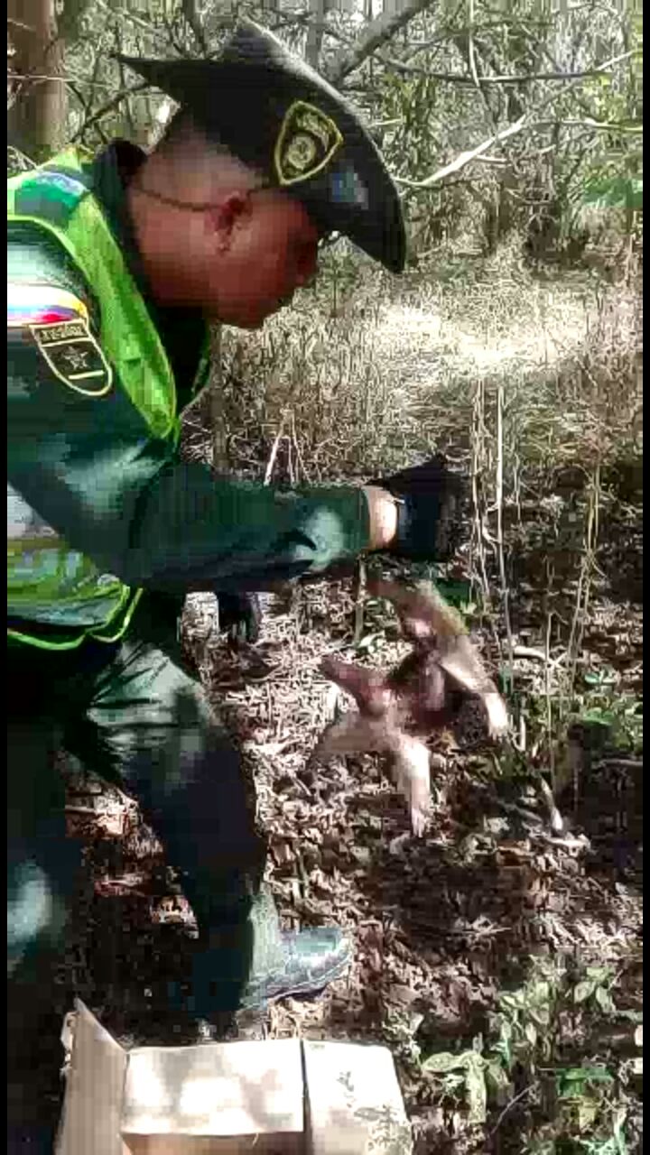 Policía rescata a un oso hormiguero que era maltratado por jóvenes