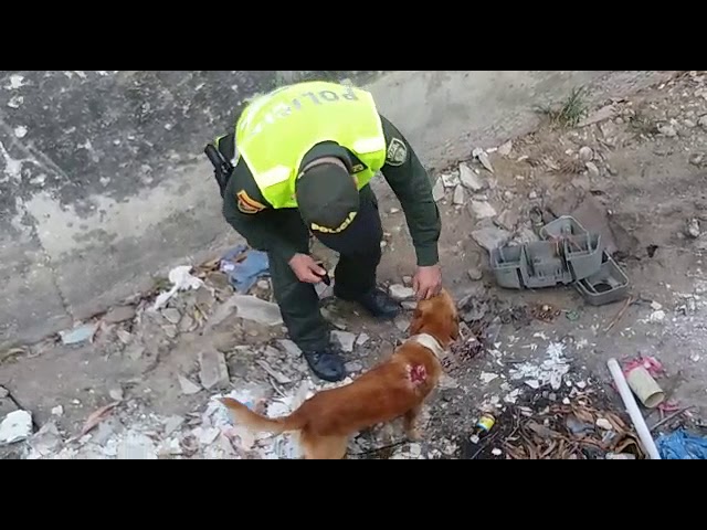 Policía rescata cachorro abandonado en un caño.