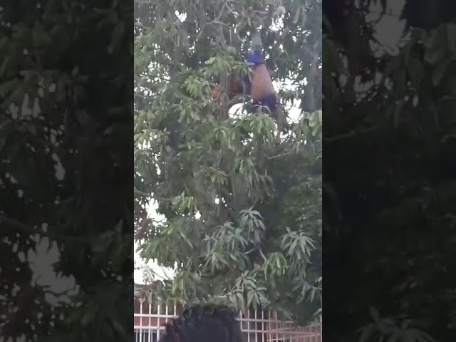 En Vídeo: Subieron a un árbol a coger mangos y terminaron electrocutados, en el barrio El Esfuerzo