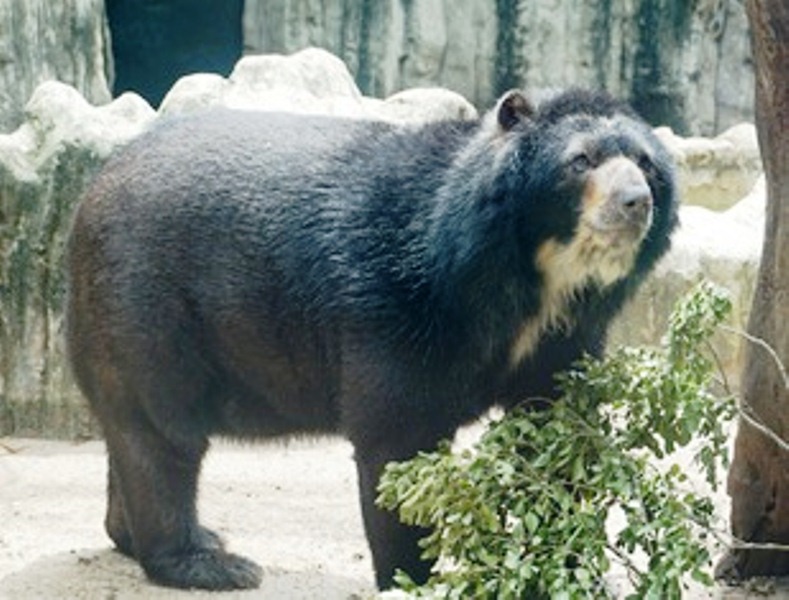 Oso de anteojos, nuevo presidente del Zoológico de Barranquilla