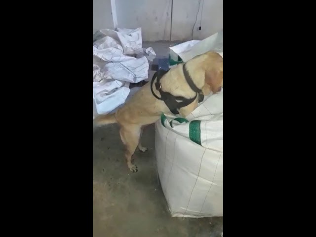 En vídeo: así fue incautaron una tonelada de droga
