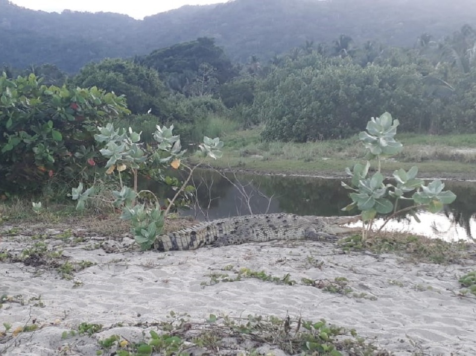 Fauna silvestre recorre tranquilamente los Parques Nacionales Naturales del Caribe colombiano