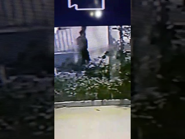 Indignante: Boxeadores asesinaron a dos gaticos