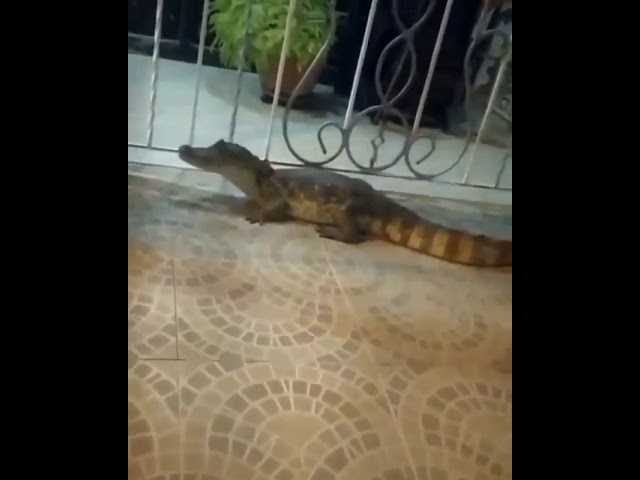 Babilla atemoriza habitantes del barrio El Manantial de Soledad