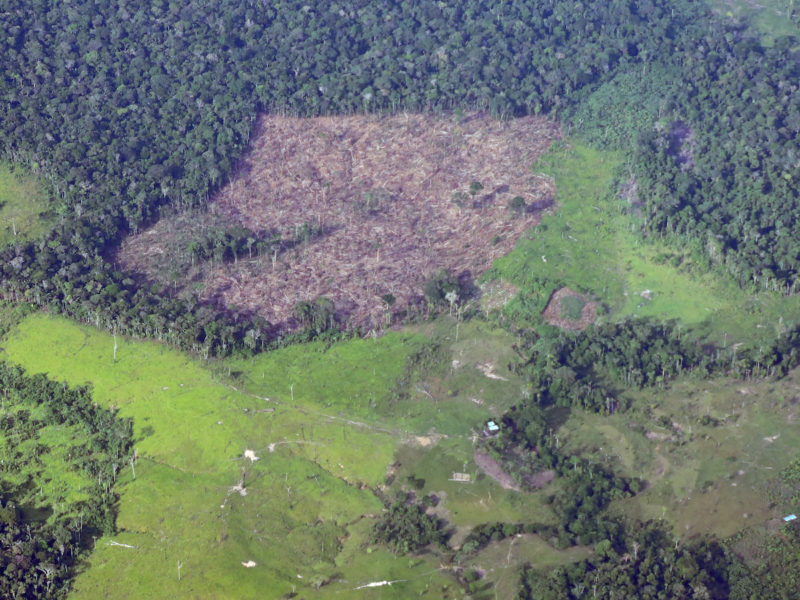FISCALÍA LOGRA ÓRDENES DE CAPTURA CONTRA CABECILLAS DE GRUPOS RESIDUALES POR DEFORESTACIÓN EN ZONA DE ESPECIAL PROTECCIÓN AMBIENTAL