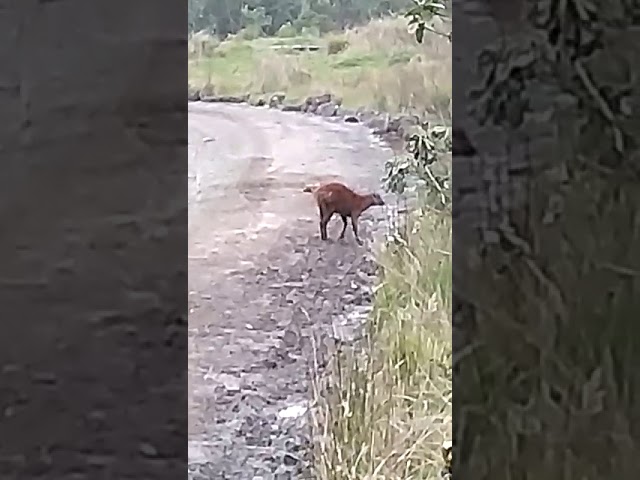En video: impresionante ataque de una taira a un venado soche en el Parque Nacional Natural Chingaza