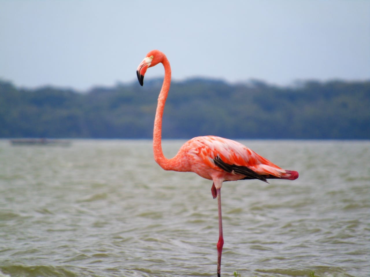 En La Guajira, colonias de Flamencos llegaron al Santuario de Fauna y Flora Los Flamencos
