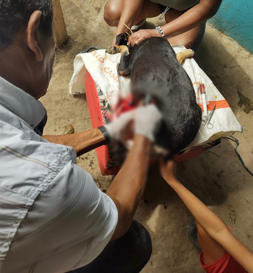 FISCALÍA LOGRA CONDENAS Y REALIZA IMPUTACIONES POR CASOS DE MALTRATO ANIMAL EN CUNDINAMARCA, CÓRDOBA, CALDAS Y BOGOTÁ