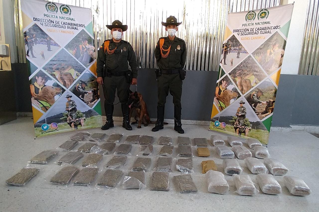 Canina de la Policía Metropolitana olfateó un cargamento de marihuana