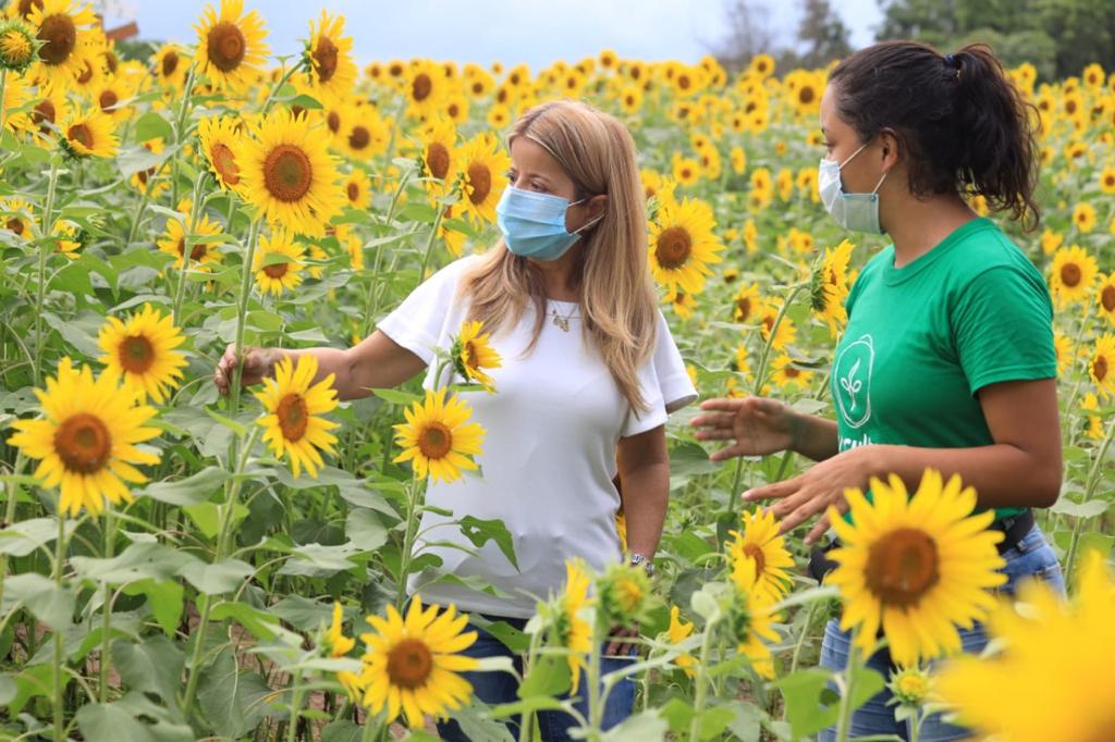 Gobernadora del Atlántico lanza la ‘Ruta del Girasol’ para activar el agroturismo en el departamento