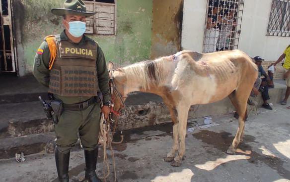 POLICÍA RESCATA UN CABALLO QUE SUFRÍA DE MALTRATO