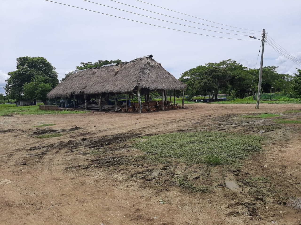 Finca con cultivos para exportación debe $508 millones en energía