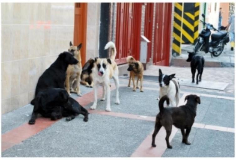 Barranquilla firma memorando de entendimiento con Medellín por la protección y bienestar animal