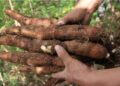 Gobernación del Atlántico ve oportunidades en cultivo de yuca a gran escala