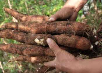 Gobernación del Atlántico ve oportunidades en cultivo de yuca a gran escala