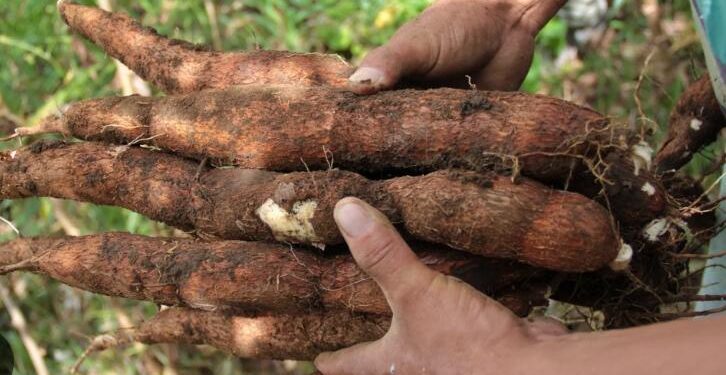 Gobernación del Atlántico ve oportunidades en cultivo de yuca a gran escala