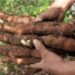 Gobernación del Atlántico ve oportunidades en cultivo de yuca a gran escala