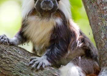 Celebración del Día del Tití Cabeciblanco, un compromiso con la conservación y la libertad