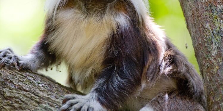 Celebración del Día del Tití Cabeciblanco, un compromiso con la conservación y la libertad