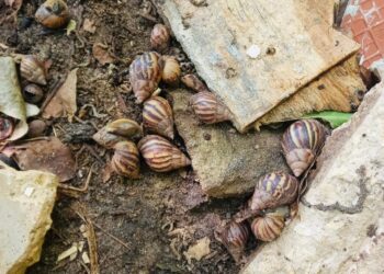 Periodo de lluvias podría incrementar la presencia de “Caracol Africano” en Soledad.