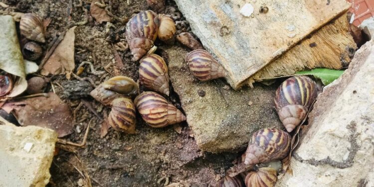 Periodo de lluvias podría incrementar la presencia de “Caracol Africano” en Soledad.