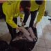 Policía Fiscal y Aduanera logra la aprehensión de más de 6.400 cajetillas de cigarrillos y 228 botellas de licor ilegal