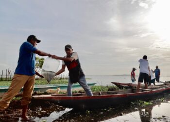 ‘Plan + Pescao’ siembra vida: 400.000 alevinos de bocachico liberados en el embalse del Guájaro